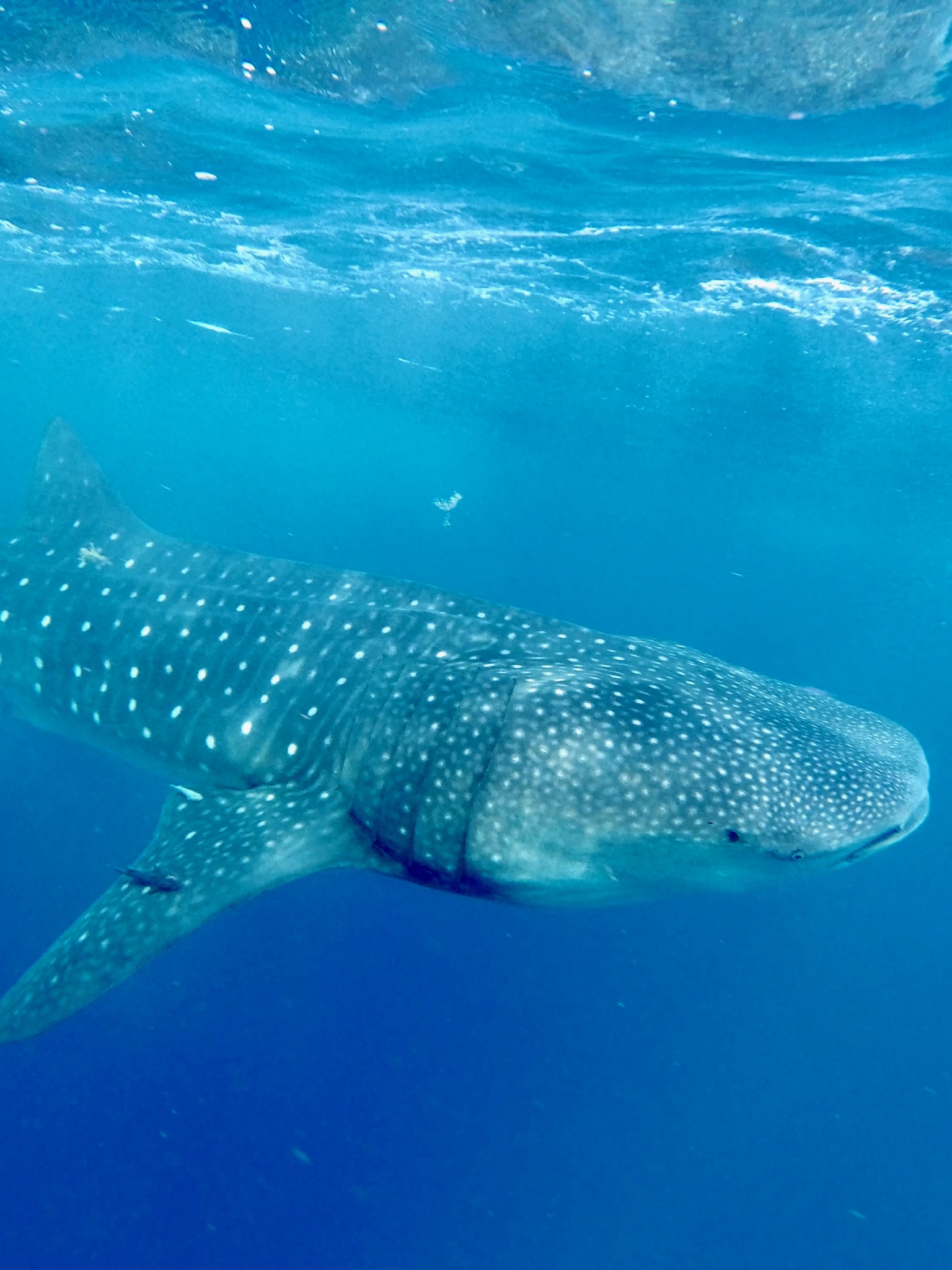 tiburon ballena tour azul tourquesa holbox mexico tiburon ballena tour azul tourquesa holbox mexico