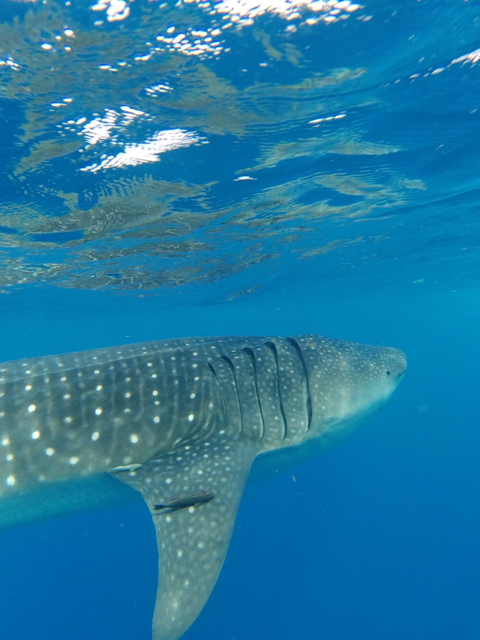 tiburon ballena tour azul tourquesa holbox mexico tiburon ballena tour azul tourquesa holbox mexico