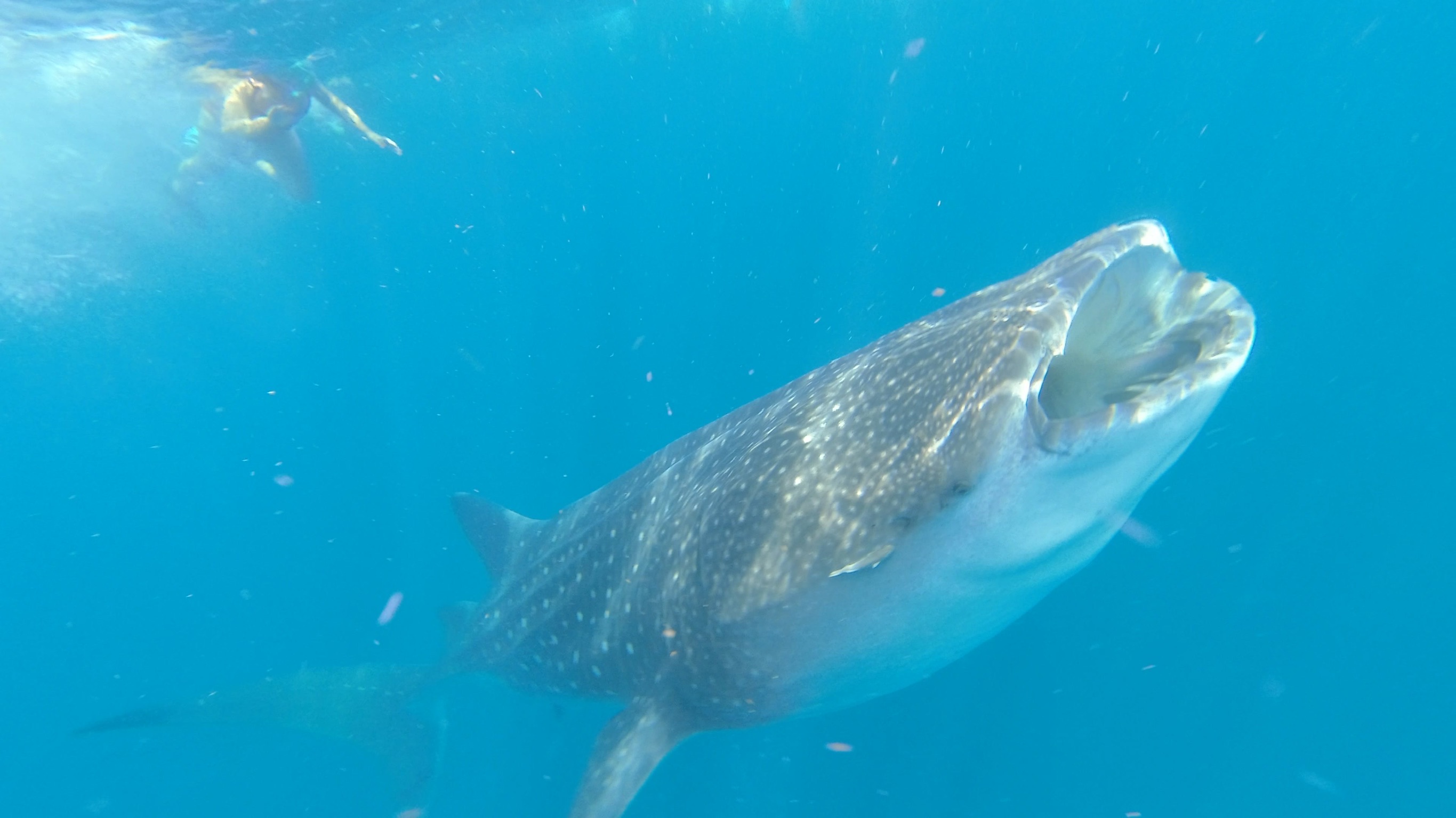 tour tiburon ballena isla holbox azul tourquesa tour tiburon ballena isla holbox azul tourquesa